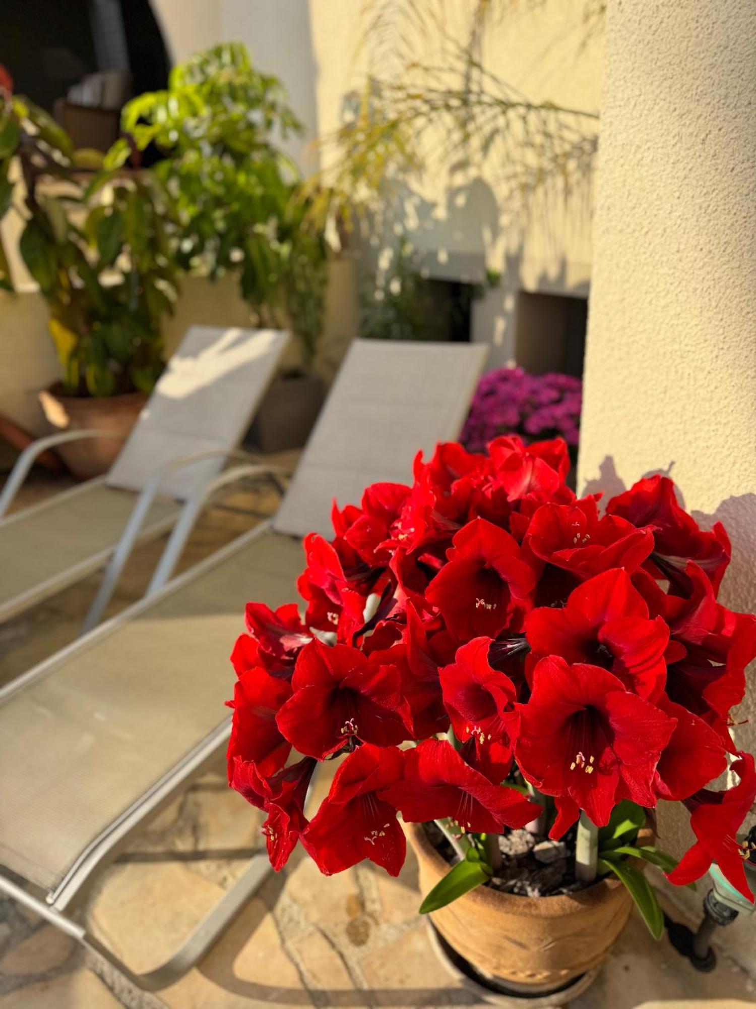 Olive Apartment Tala Bagian luar foto